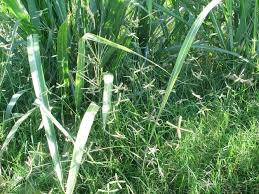 Image result for Dactyloctenium geminatum