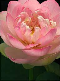 Pin On Flowers Breathtaking