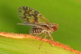 Image result for Burttia prunoides