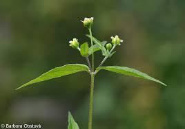 Image result for Galinsoga parviflora