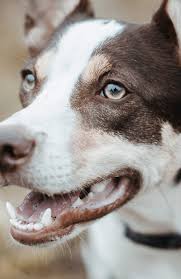 Are you ready to start your own successful waste removal / pooper below are the forms you will need for your waste removal business. Pet Waste Solutions Commercial Pet Waste Disposal And Removal Services Pet Waste Solutions Commercial Pet Waste Disposal Services