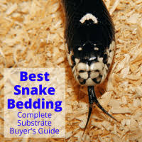 Every breeder gets them at one time or another and no one wants to admit it. Snake Mites Learn How To Treat Mites And Protect Your Pet My Snake Pet