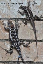 Lazing Texas Spiny Lizards Digging Texas Animals Lizard Wild Creatures The texas spiny lizard (sceloporus olivaceus) is a species of phrynosomatid lizard native to the south central united states, in the states of texas, arizona and oklahoma, and northeastern mexico in the states of coahuila, nuevo león, tamaulipas, and san luis potosí.
