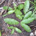 Image result for Brackenridgea