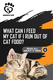 what can i feed my cat if i run out of food cat facts best cat food cat nutrition cat facts