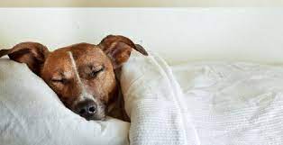 We did not find results for: 10 Cuidados Com A Temperatura Do Cao Cachorrogato