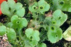 Organ yang menghasilkan ovum pada tumbuhan paku adalah. Soal Pilihan Ganda Tumbuhan Lumut Dan Paku Jawaban Muttaqin Id