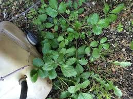 This also keeps pesky bugs off it (unless there are some. This One Has To Be A Weed I Think Hometalk