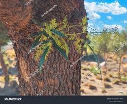 Image result for Searsia pentheri