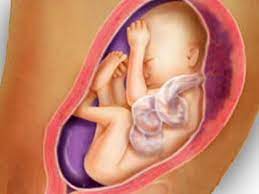 Fetal Development Week 26 Pregnancy Health Guru Youtube