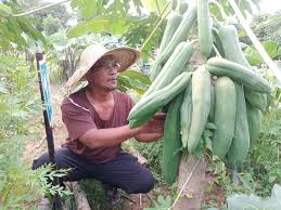 Teknologi ini merupakan satu teknologi yang diperkenalkan di thailand yang penulis baca dalam sumber didalam facebook dan kemudian. Bas Tak Jalan Sumari Tanam Sayur