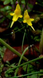 Image result for Lentibulariaceae