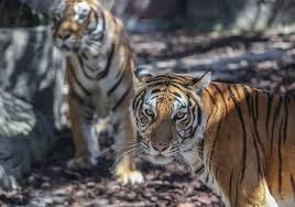 Maybe you would like to learn more about one of these? Harimau Pemangsa Manusia Di India Dilema Pelestarian Satwa Liar Bbc News Indonesia