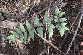 Image result for Cheilanthes viridis