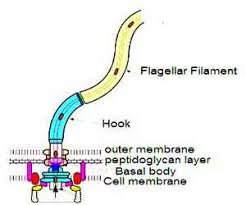 Check spelling or type a new query. Cilia And Flagella Structure And Functions Biology Edu Care