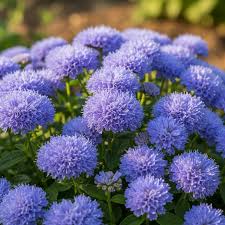 Image result for Ageratum