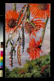 Image result for Erythrina sacleuxii