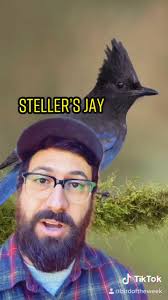 Discover the Majestic Steller’s Jay