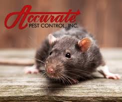 Accurate pest management gold coast is a locally owned business, employing highly trained individuals who are also local members of the community. Accurate Pest Control Inc Pest Control Service Plantation Florida Facebook 218 Photos