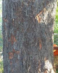 Image result for Amblygonocarpus