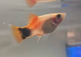 Is This A Male Or Female Platy? : R/Fish