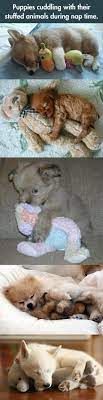 Pets Seeping And Cuddling With Stuffed Animals Cute Cute Dogs Cute Baby Animals Und Cute Puppies