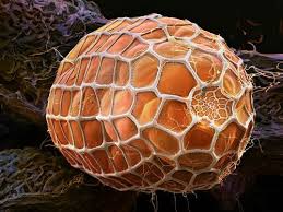 Close Up Insect Eggs Look Like They Came From Alien Worlds Electron Microscope Images Scanning Electron Microscope Microscopic Images
