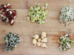 Gallery How To Grow Bean Sprouts In A Jar