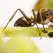 Was macht man gegen ameisen in der wohnung? Ameisen Mit Hausmitteln Vertreiben Statt Bekampfen Ndr De Ratgeber