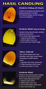 We did not find results for: Cara Meneropong Telur Dengan Alat Teropong Yang Terbukti Efektif