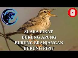 Download Suara Burung Apung Tanah Mp3 5 1 Mb Kicau Siburung Com
