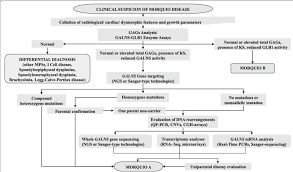 diagnostic flowchart for morquio a disease the flowchart