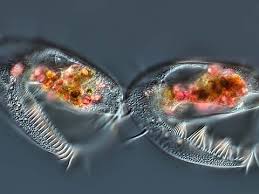 Image result for Microcoelia ornithocephala