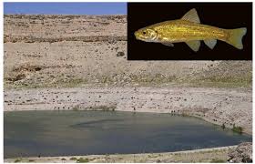 Image result for Pycreus fluminalis