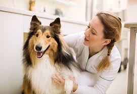 Pet n play luxury pet resort. Vrc1o 39msouhm