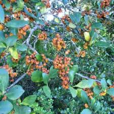 Image result for Pterocelastrus