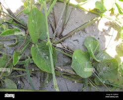 Image result for Orthanthera