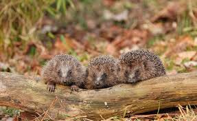 7 Tipps Fur Einen Igelfreundlichen Garten Tiere Susseste Haustiere Igel Im Garten