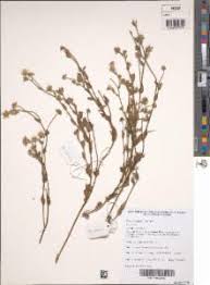 Image result for Blumea axillaris