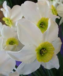 Narcissus Sinopel Small Cupped Narcissi Narcissi Flower Bulbs Index Narcissus Flower Bulb Flowers Spring Flowers