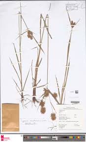 Image result for Cyperus cuspidatus