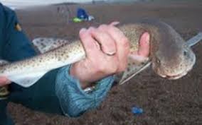 Jun 10, 2016 · this is when the very first, fully developed shark, the leonodus shark, evolved. Dogfish Ultimauk Com