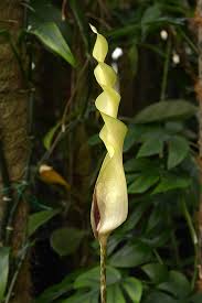 Image result for Culcasia orientalis