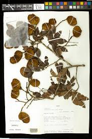 Image result for Tessmannia anomala