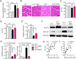 Euro a scăzut spre nivelul de 4 66 lei. Berberine Improves Dietary Induced Cardiac Remodeling By Upregulating Kruppel Like Factor 4 Dependent Mitochondrial Function