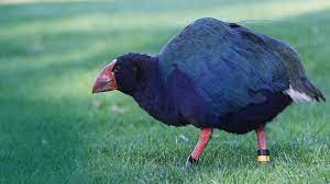 Synonyms, crossword answers and other related words for flightless new zealand bird kiwi. New Zealand Has The Most Flightless Birds