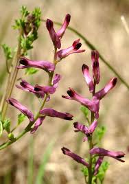 Image result for Fumaria