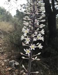 Image result for Drimia