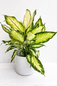 Image result for beautiful dieffenbachia
