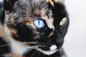 Black And White Cat With Brown Eyes Heterochromia In Cats Can Occur In Many Different Cat Breeds Cat Aesthetic Different Colored Eyes Pretty Cats